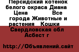 Персидский котенок белого окраса Диана › Цена ­ 40 000 - Все города Животные и растения » Кошки   . Свердловская обл.,Асбест г.